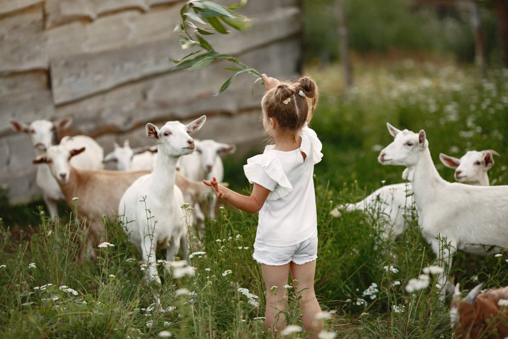 Kinderboerderij in harderwijk