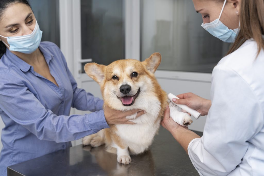 Dierenkliniek in harderwijk