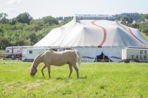 Bedrijven in Harderwijk